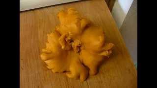 2013 Chanterelle haul