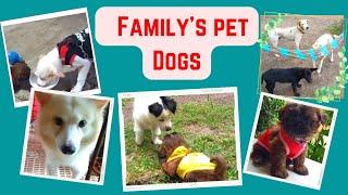 Playful and Cute Shih Tzu Puppy with other Dog Breeds