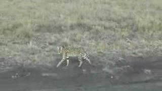 Bold Wild Serval Cat