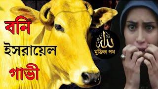 সূরা বাকারার গাভীর ঘটনা মুসলমান ভূলে গেলেও ইয়াহুদীরা মনে রাখছে | মুক্তির পথ