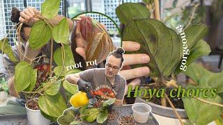 potting mix upgrade, trellising mistake & thoughts on the future of my Hoya collection | Hoya chores