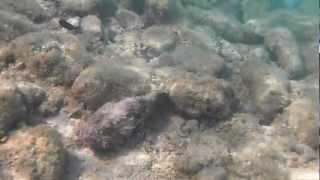 stonefish @ cabana beach, Curacao