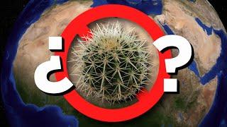 ¿Por qué no hay cactus en el Sahara?