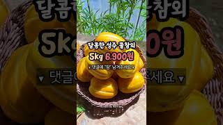참외 비싸게 사지마세요!! 5kg 6,900원에 드릴게요!!