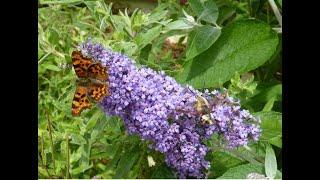 Gardening for Moths and Butterflies with Butterfly Conservation NI