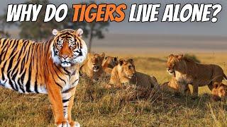 Why TIGERS don't Live in Groups Like LIONS?