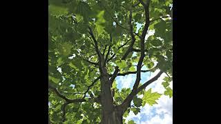 EXCLAMATION!® London Planetree