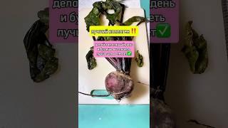 Элексир молодости для вашего здоровья и долголетия  #рецепты #совет #хозяйкеназаметку #здоровье