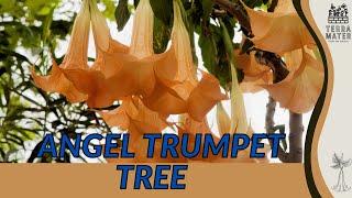 Experiencing The Enchantment Of The ANGEL TRUMPET TREE | Blooms For Your Garden (Brugmansia spp.)