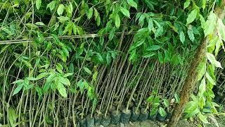 Agarwood Guwahati Nursery | Assam Nursery | Call me-09678757461. #AgarwoodNursery