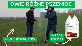 SPOSOBY NA MOCNO I SŁABO ROZKRZEWIONE PSZENICE - #305 nawozy nonstop