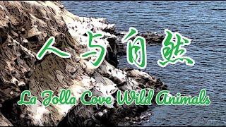 【美国圣地亚哥拉霍亚海滩二】加州圣迭戈最美海滩LA JOLLA COVE Travel Vlog︳南加州圣地亚哥︳La Jolla San Diego Travel Guide︳圣地亚哥旅游︳