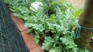 Colhendo melancia plantada em vaso