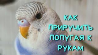 КАК ПРИРУЧИТЬ ПОПУГАЯ К РУКАМ - самый быстрый способ!