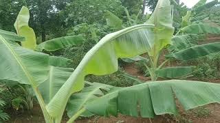 Our home garden Veetu thottam in tamil | Namma Veetu thottam tips | Iyarkai Yugam