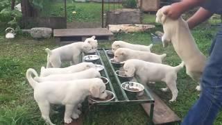 feeding 9 alabai puppies 45 days