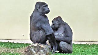 Ai and Kiyomasa are close siblings. アイとキヨマサは仲良し姉弟。Shabani シャバーニ Gorilla ゴリラ