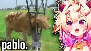 Rosiebellmoo Reacts To Chat's ABSURD Memes...