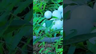 found snake egg #village_cooking #primitivelife #primitivevillagelife #mukbang  #primitivevillsgetc