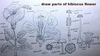 How TO Draw different parts of hibiscus flower/parts of flower drawing