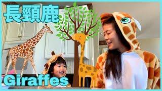 All about Giraffe for Kids in Chinese 有趣的長頸鹿 ｜Animals in Chinese 動物中文