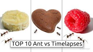 TOP 10 Ants vs Timelapses