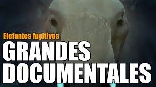 Grandes documentales - Elefantes fugitivos [13/10/2016]