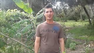 Harvesting Moringa Leaves & Making Powder