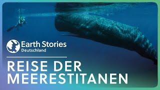 Doku: Pilgerstätte der Blauwale | Earth Stories Deutschland