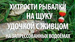 КАК ЛОВИТЬ ЩУКУ на ЖИВЦА с БЕРЕГА на ПОПЛАВОЧНУЮ УДОЧКУ на ЗАПРЕССОВАННЫХ ВОДОЕМАХ