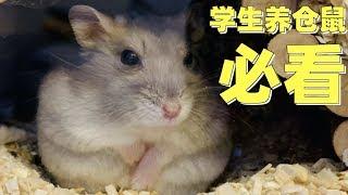 How do students raise hamsters