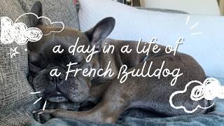 A Day in the Life of Frank  | French Bulldog Adventures & Naptime