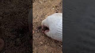 [ 농부_Vlog ] 매실씨 파종하는 방법!!!