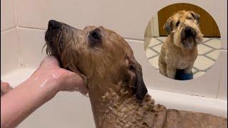 How to PROFESSIONALLY wash (and dry) your dog at home!