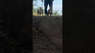 Красотки ищут дом -89182724446 ватспп, совсем забываю показывать ‍️ ️#americanbully