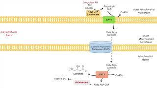 Carnitine Shuttle | Purpose and Mechanism