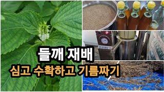 들깨농사 모종심기부터 수확해서 들기름짜고 기피내기/ 안성주말텃밭/ 텃밭농사