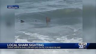 Shark spotted on Hilton Head Island shore