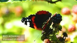 The Red Admiral butterfly