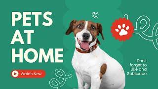 Pets at Home | Buy Pets Accessories and much more! | Shop With Us | United Singhdom | United Kingdom