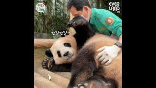 My Little Grandpa's Hand is a Curing Hand Healing Communication Time⏰ | Everland Panda World #FuBao