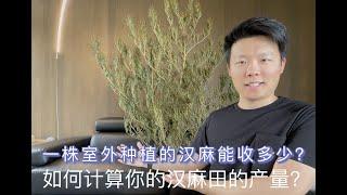 一棵室外种植的汉麻一季度能收多少重量的花叶与CBD？ | 如何计算你的汉麻田的产量？