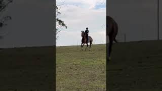 Us eating this up #horse #equestrianculture #horsebreeds #equestrian #horseeducation #horsetypes