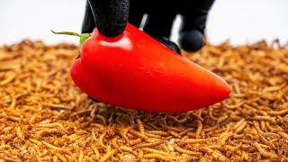 10000 Mealworms VS Bell Pepper | Timelapse