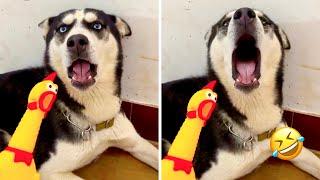 FUNNIEST Huskies | Normal dogs vs Huskies | 10 Minutes Best Videos | Part 37