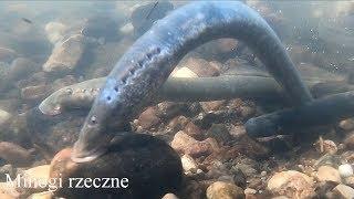 Tarło minoga rzecznego. River lampreys spawning