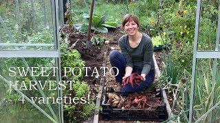 Our sweet potato harvest of 2019 - 4 varieites!