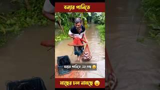 শুধু মাছ আর মাছ । #shorts #trending #fishing #floodbangladesh #flood