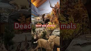 Biggest collection of taxidermy wild animal. #animals #wildlife #shorts #wildanimals #viralvideo