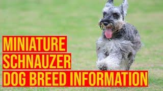 Miniature Schnauzer Dog Breed Hidden Information Will Shock You